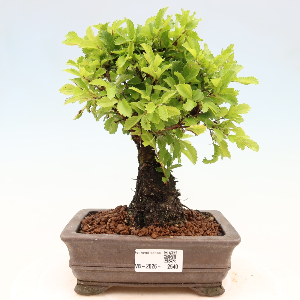 Bonsaï d'extérieur - Zelkova - Zelkova NIRE
