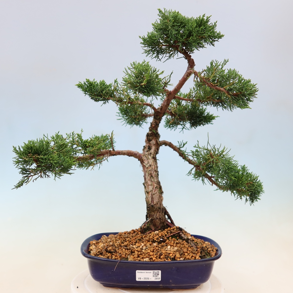 Bonsaï d'extérieur - Juniperus chinensis Kishu