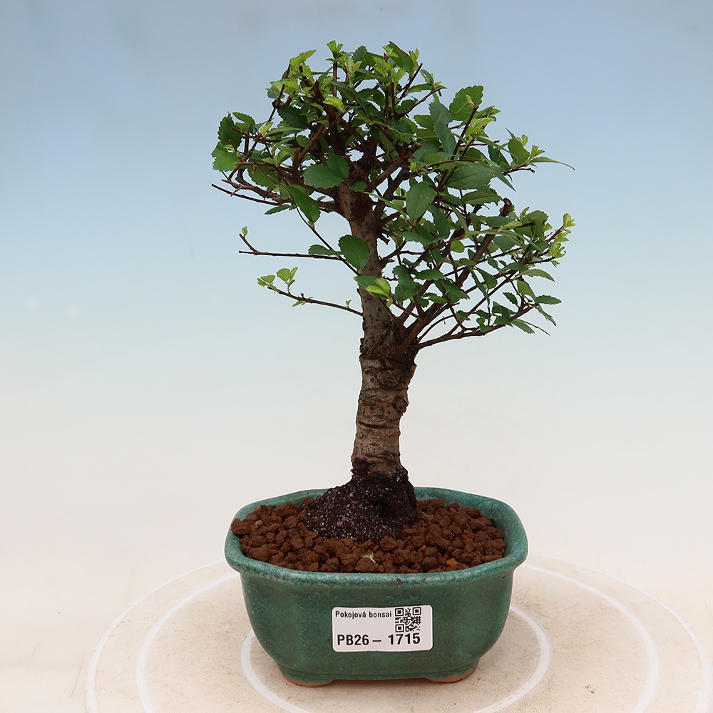 Bonsaï de chambre - Ulmus parvifolia - Orme à petites feuilles