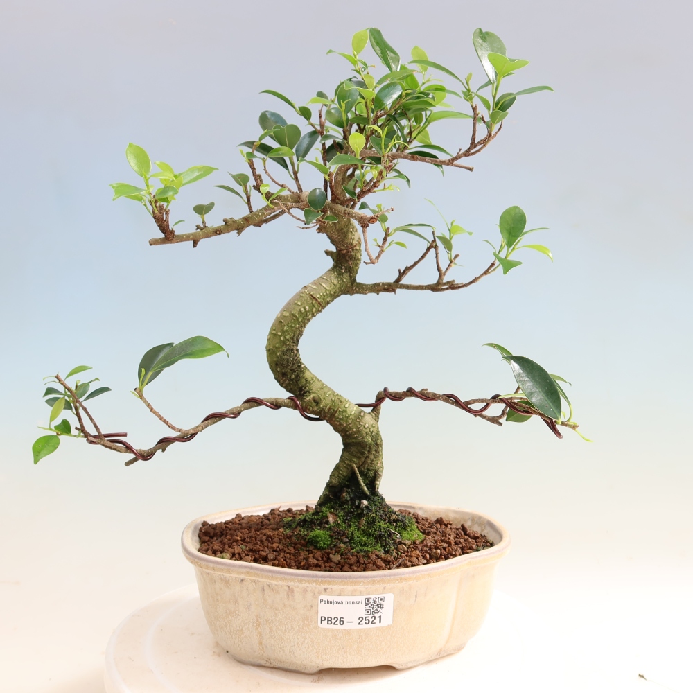 Salle bonsaï - Ficus retusa - ficus à petites feuilles