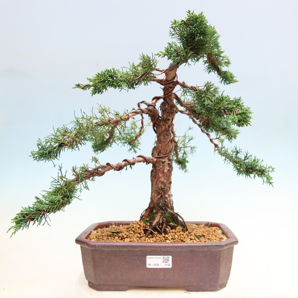 Bonsaï d'extérieur - Juniperus chinensis Kishu