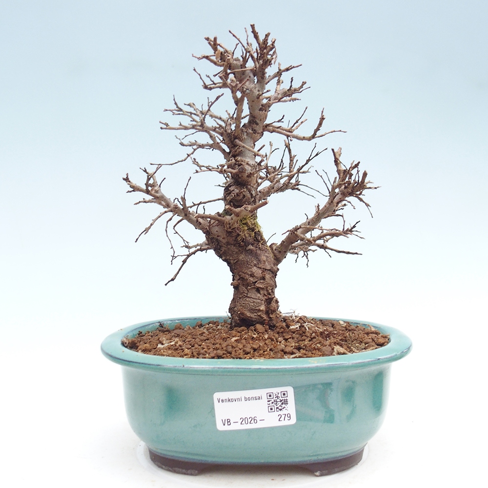 Bonsaï d'extérieur - Zelkova - Zelkova NIRE