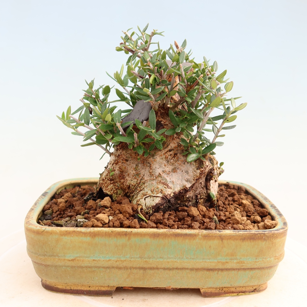 Bonsaï d'intérieur - Olea europaea sylvestris
