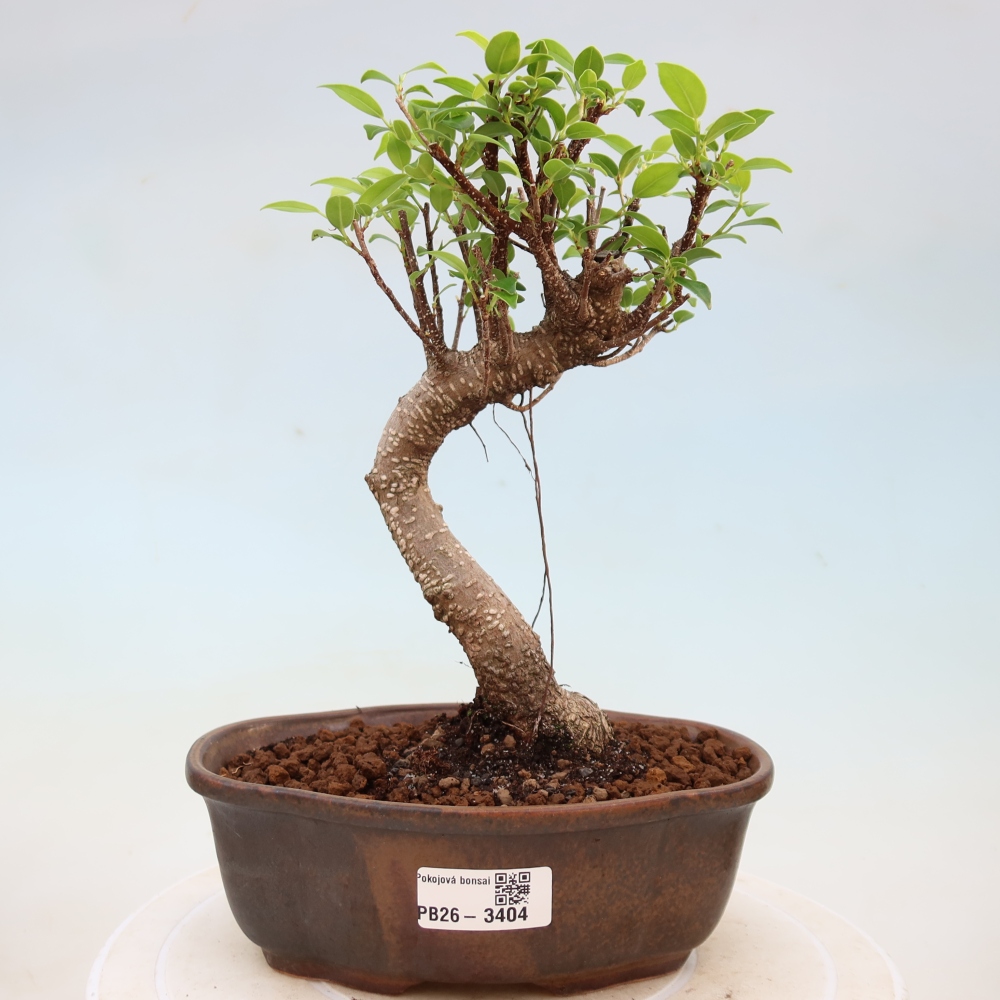 Salle bonsaï - Ficus kimmen - ficus à petites feuilles