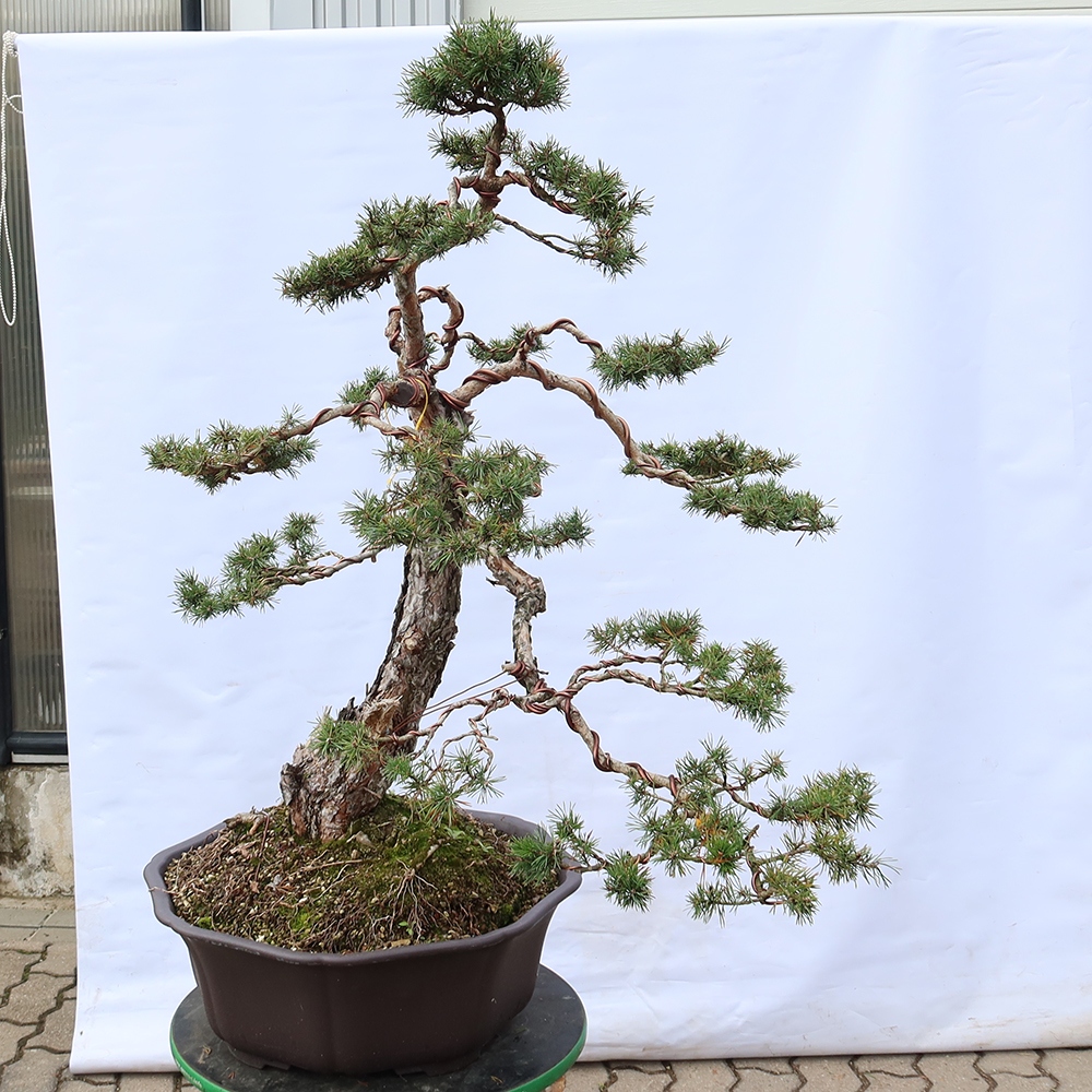 Pinus sylvestris Espagne - pin sylvestre