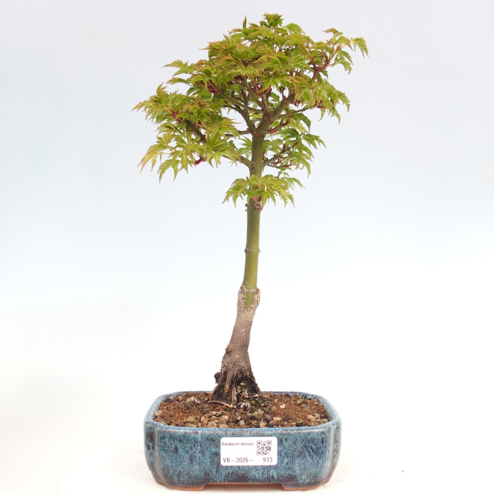Bonsaï d'extérieur -Javor palm Acer palmatum Shishigashira