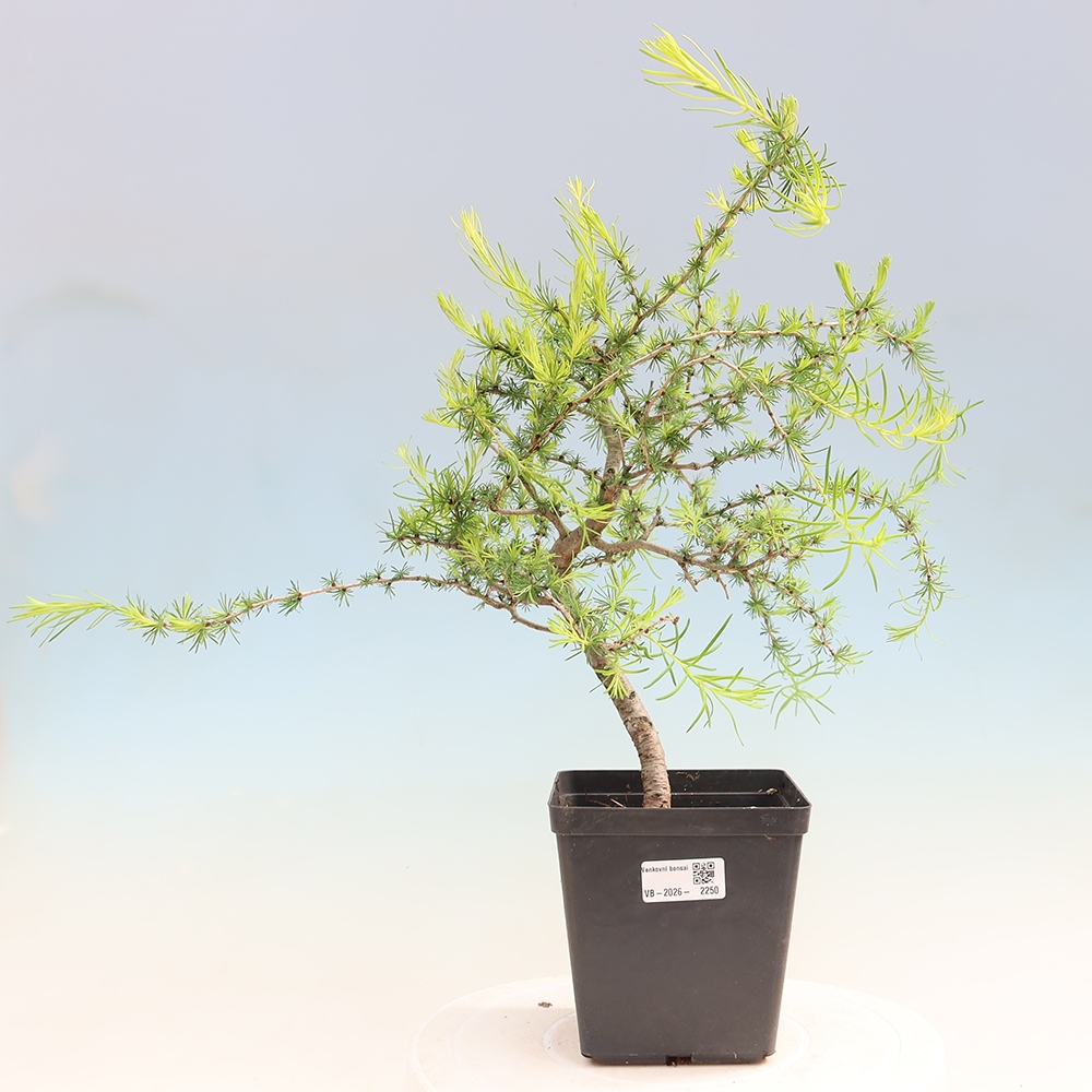 Bonsaï d'extérieur -Larix decidua - Mélèze