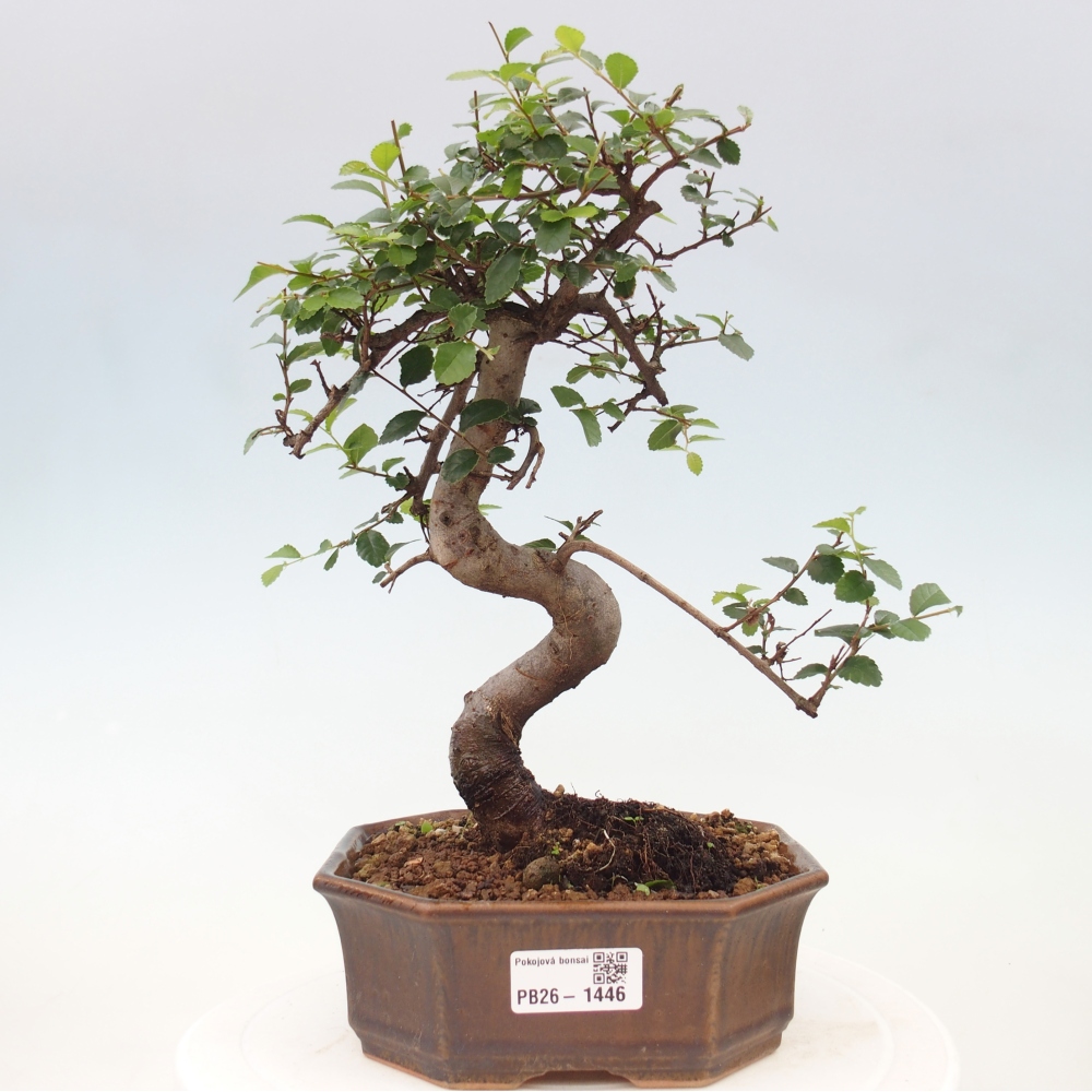 Bonsaï de chambre - Ulmus parvifolia - Orme à petites feuilles