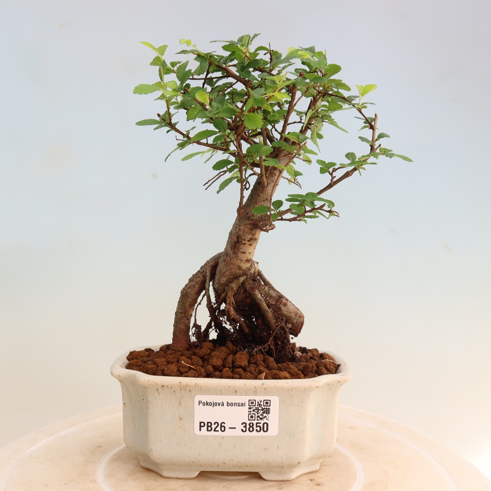 Bonsaï de chambre - Ulmus parvifolia - Orme à petites feuilles