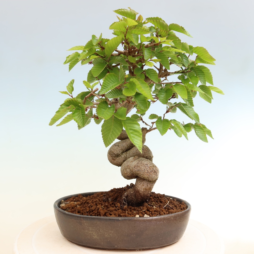 Bonsaï d'extérieur -Carpinus Coreana - Charme de Corée