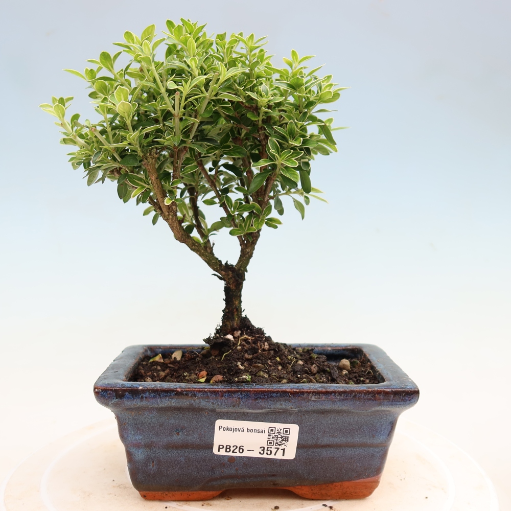 Salle bonsaï - Serissa foetida Variegata - Arbre aux mille étoiles