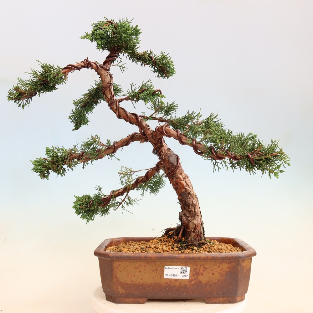 Bonsaï d'extérieur - Juniperus chinensis Kishu