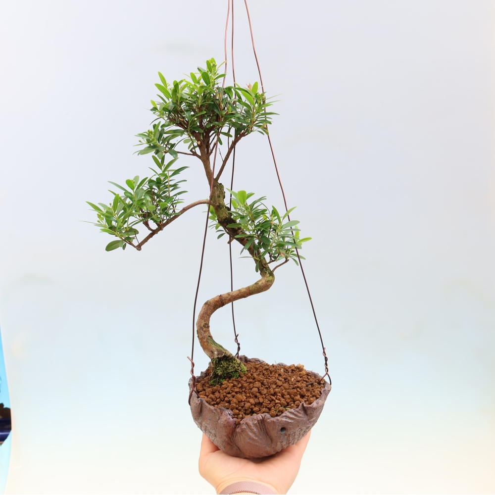 Kokedama en céramique -Syzygium - arbre à piment