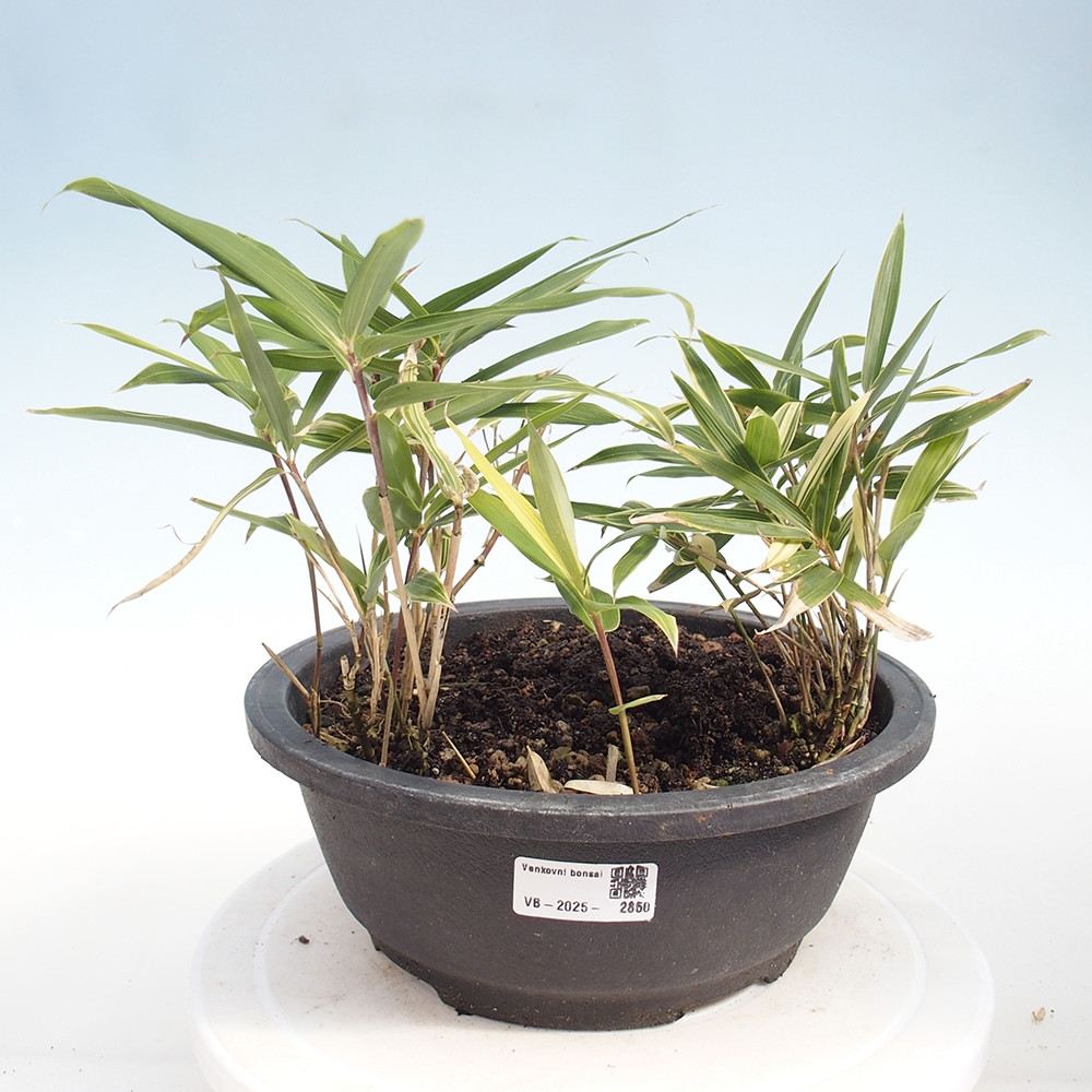 Bonsaï d'extérieur - Sasaella masamuneana Albostriata - Bambou