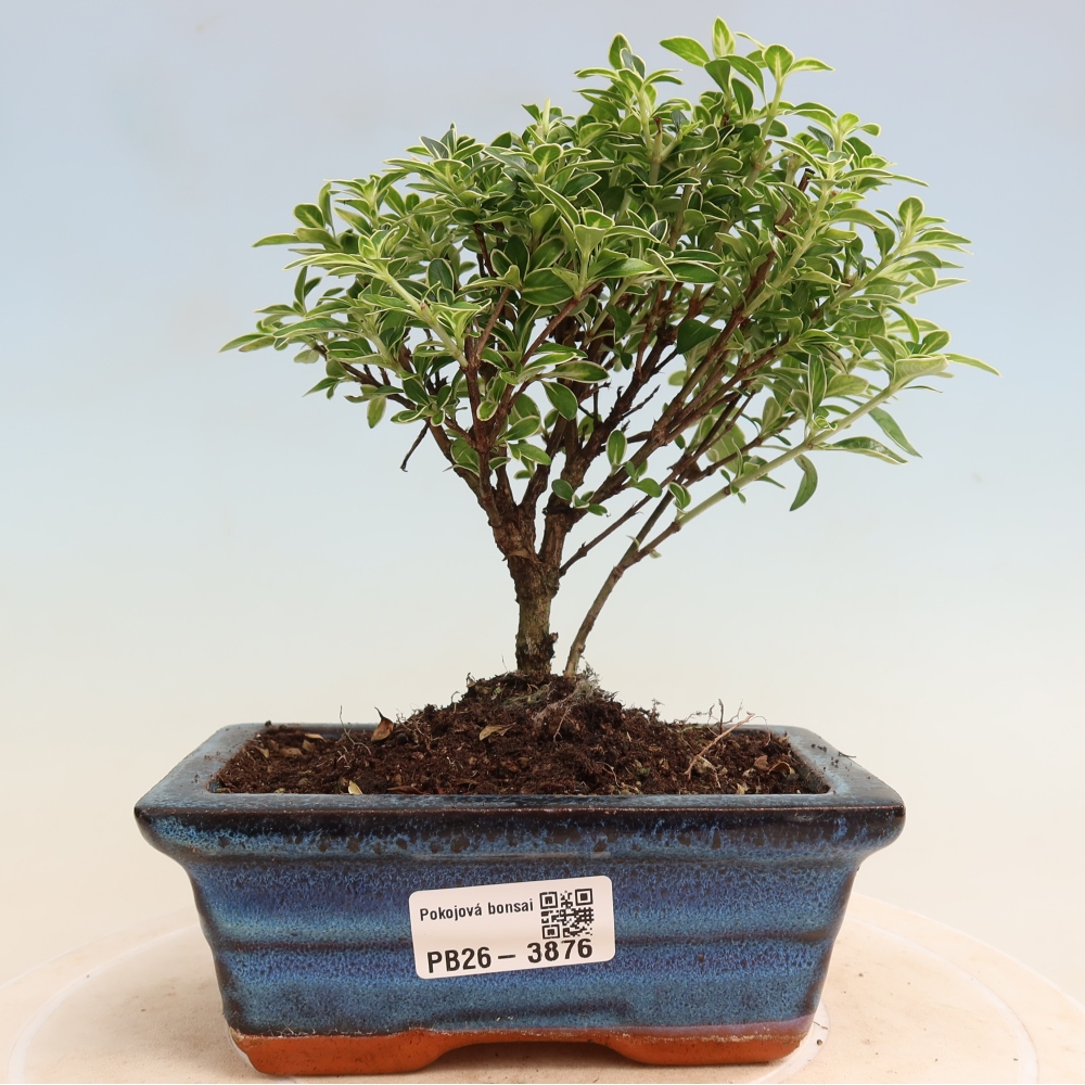 Salle bonsaï - Serissa foetida Variegata - Arbre aux mille étoiles