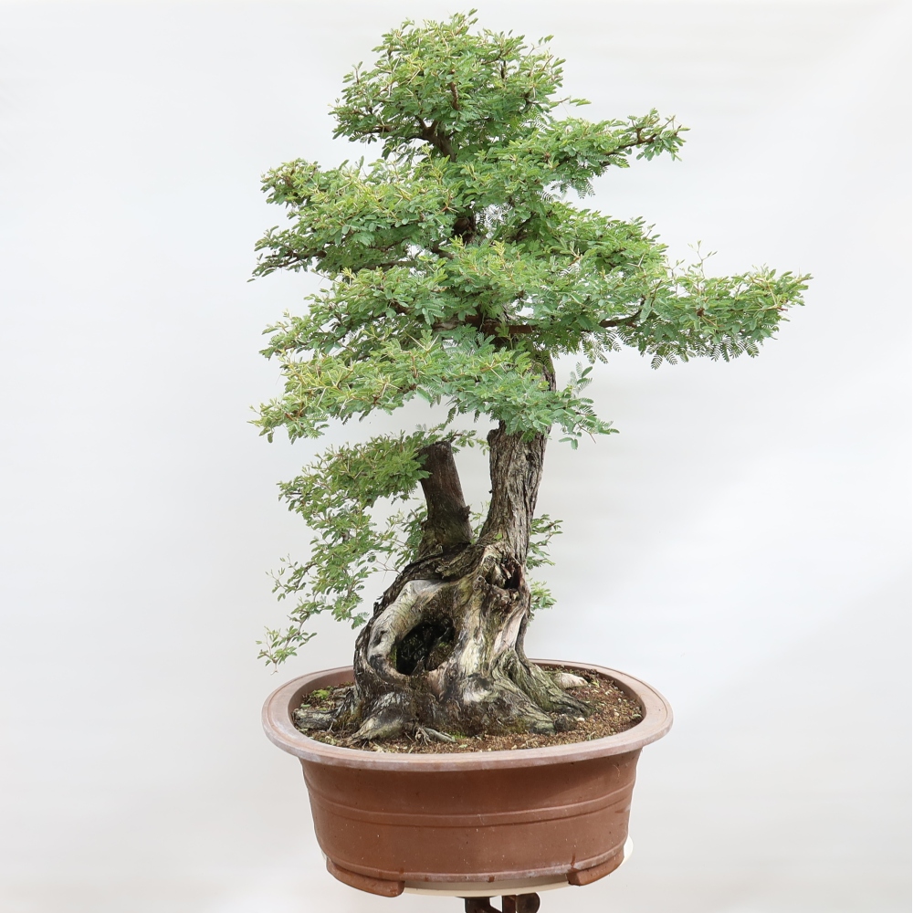 Bonsaï de chambre - Acacias Arabica