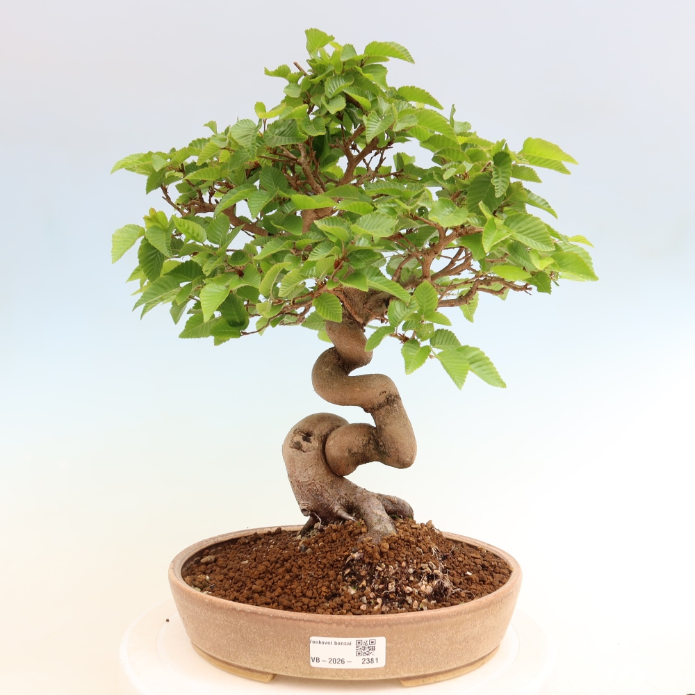 Bonsaï d'extérieur -Carpinus Coreana - Charme de Corée