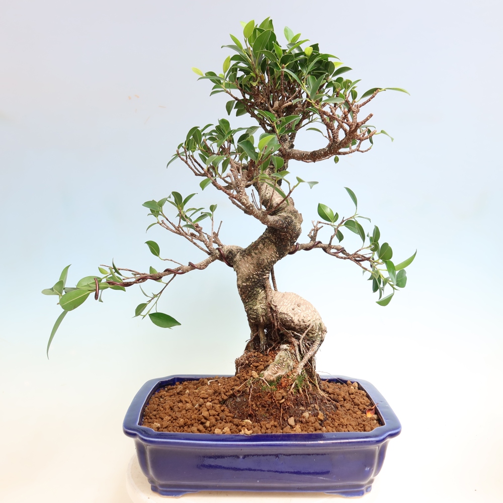 Salle bonsaï - Ficus kimmen - ficus à petites feuilles