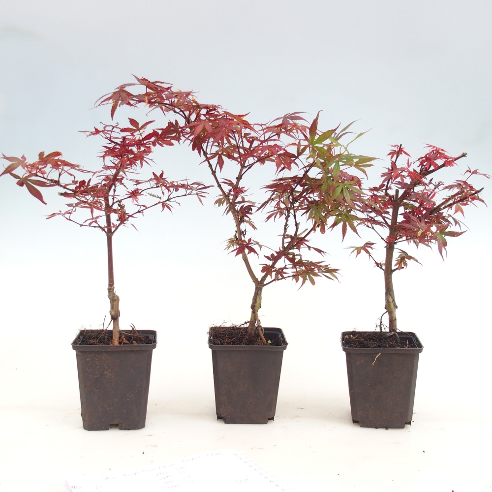 Bonsaï d'extérieur - Acer palmatum Berry Broom en conteneur
