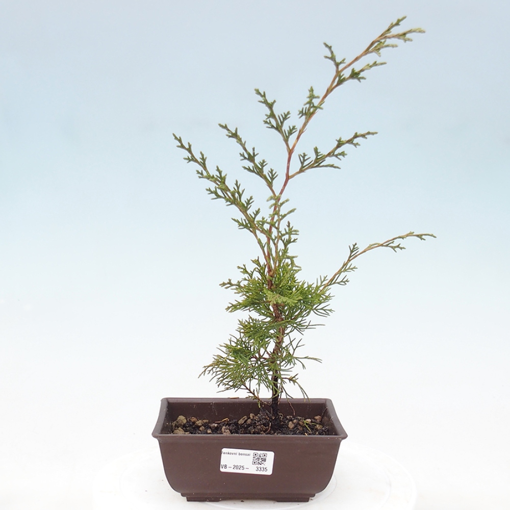 Bonsaï d'extérieur - Juniperus chinensis Itoigawa