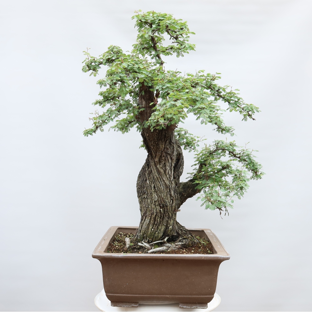 Bonsaï de chambre - Acacias Arabica