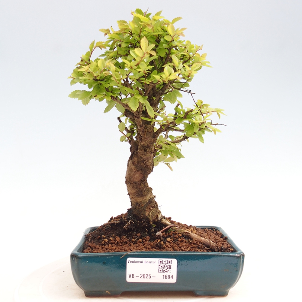 Bonsaï d'extérieur - Zelkova - Zelkova NIRE