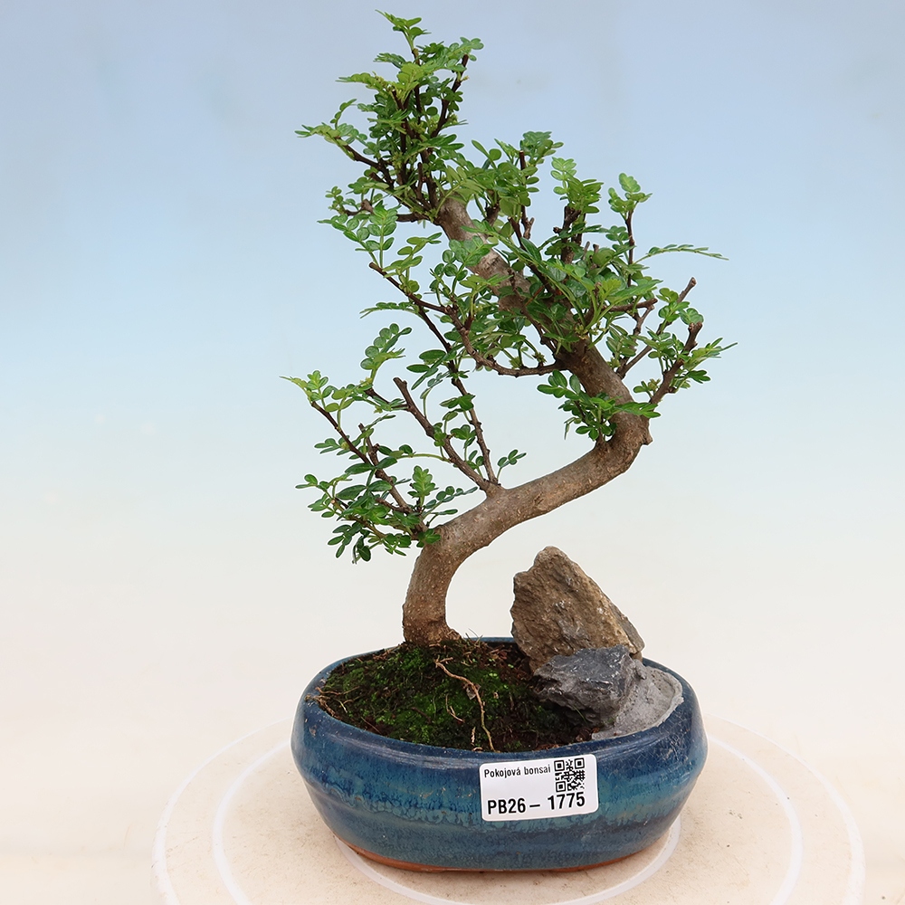 Salle bonsaï - Zantoxylum piperitum - arbre à poivre