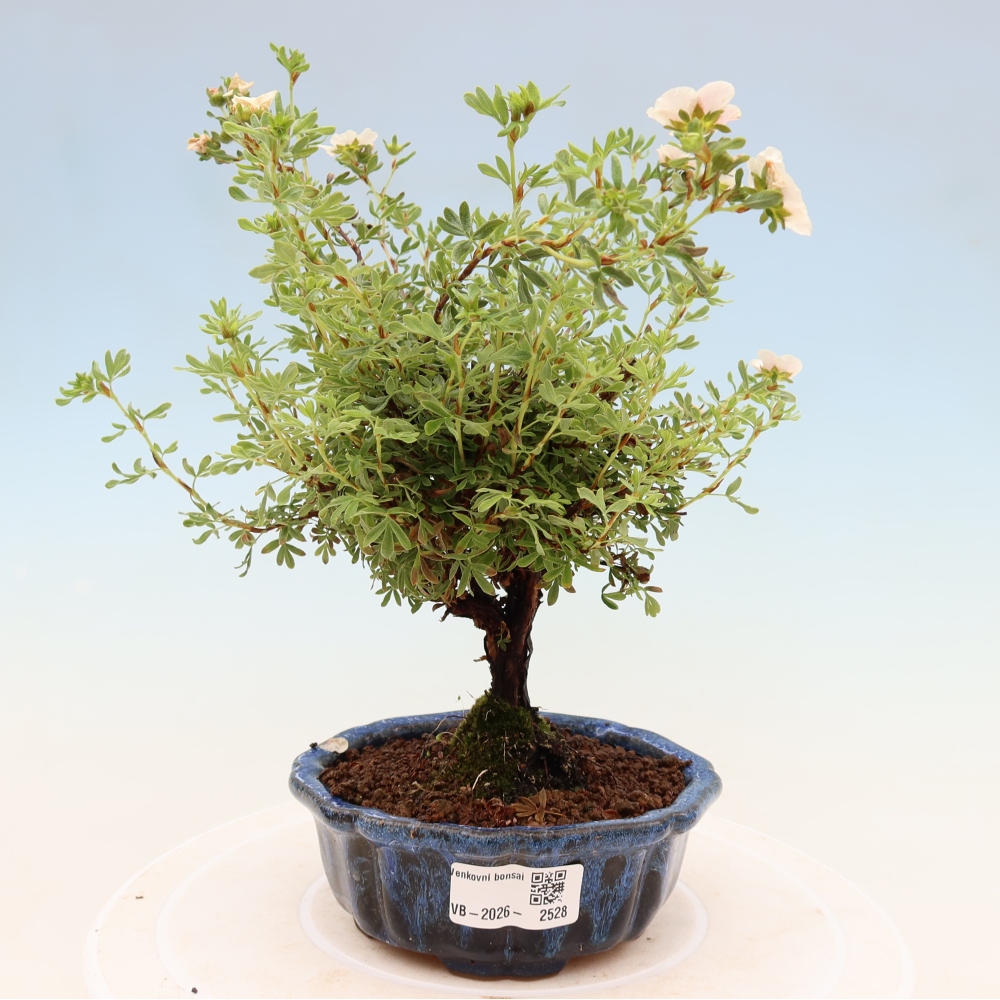 Bonsaï d'extérieur - Potentila fruticosa