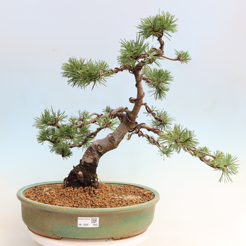 Bonsaï d'extérieur - Pinus mugo Humpy  - Pin nain