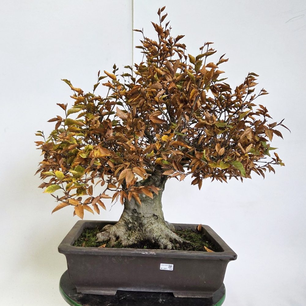 Bonsaï d'extérieur - Fagus crenata