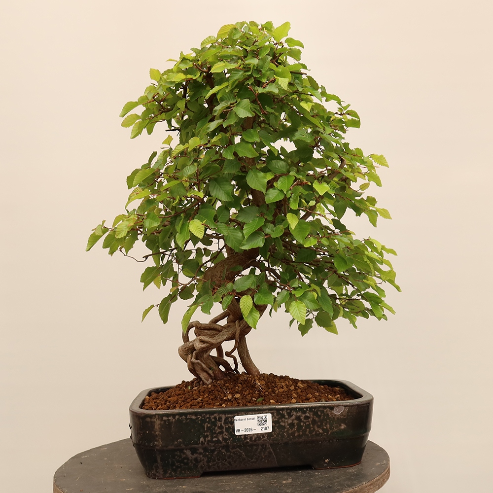Bonsaï d'extérieur -Carpinus Coreana - Charme de Corée