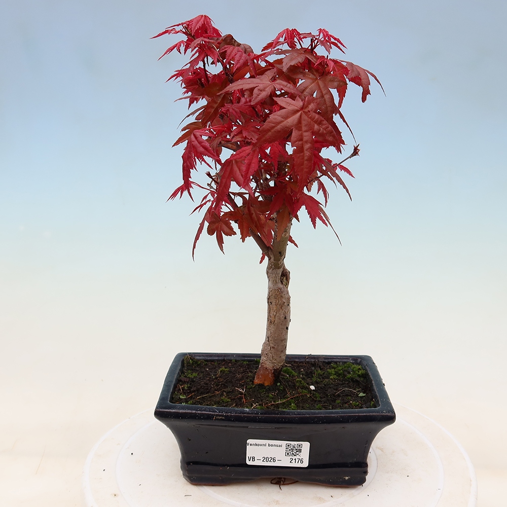Bonsaï d'extérieur - Acer palmatum DESHOJO