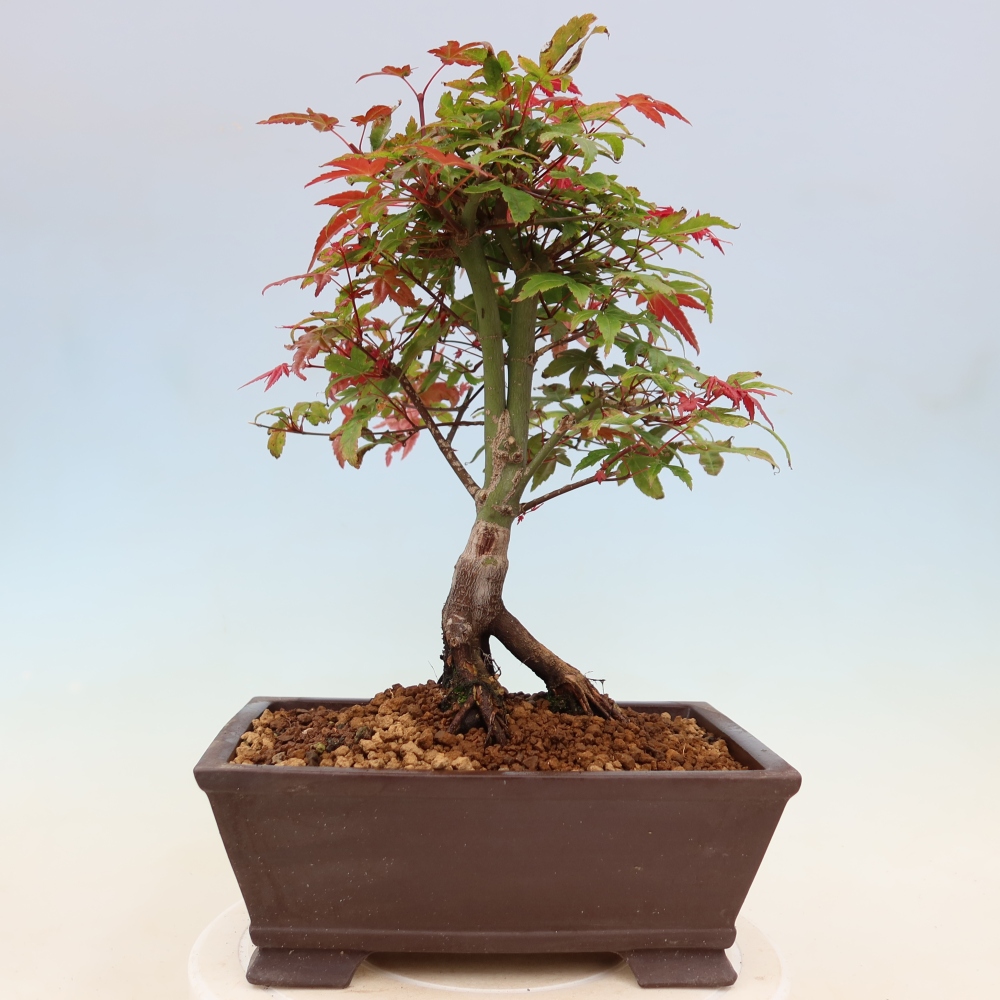 Érable de Norvège - Acer palmatum Beni Tsukasa
