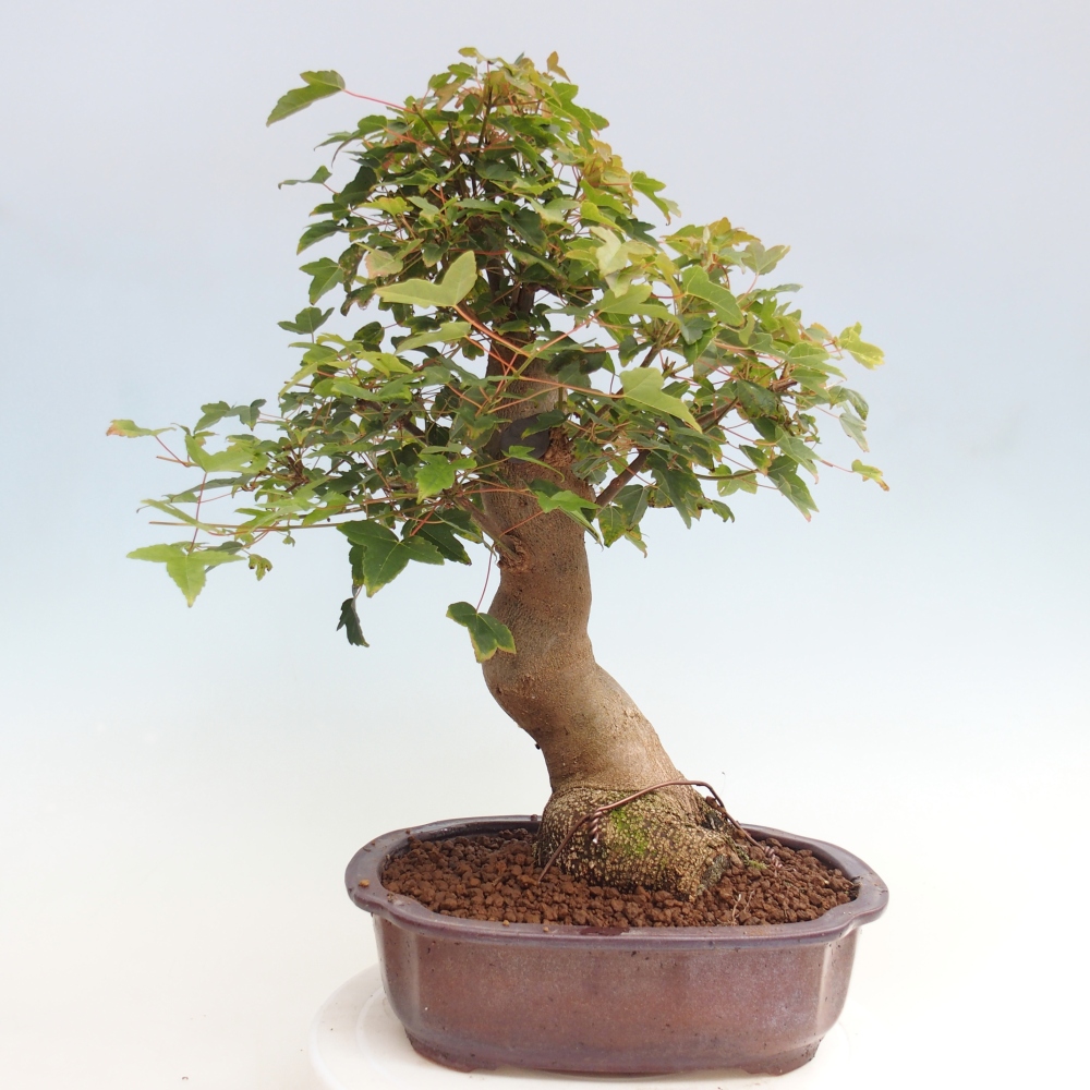 Bonsaï d'extérieur - Acer Buergerianum - Burger Maple