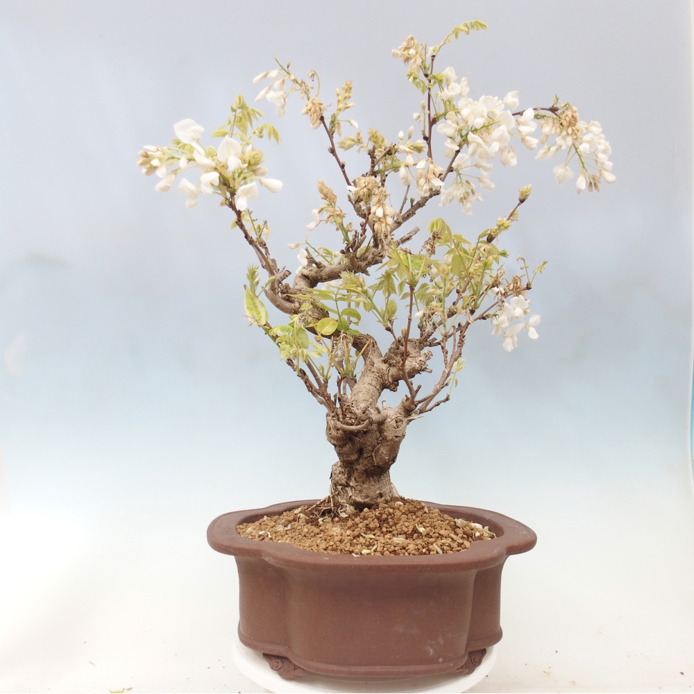 Bonsaï d'extérieur - Vistaria - Wisteria