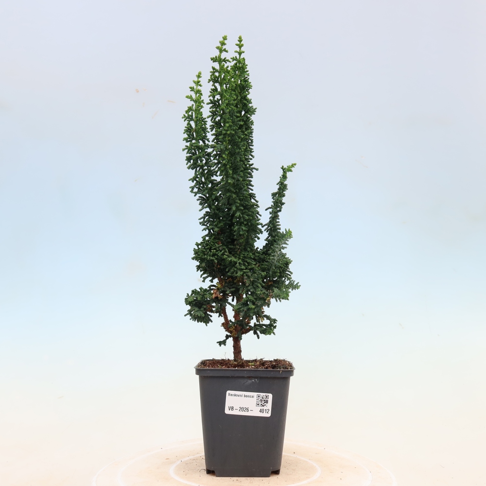 Bonsaï d'extérieur - Cham. obtusa SEKKA HINOKI - Cyprès