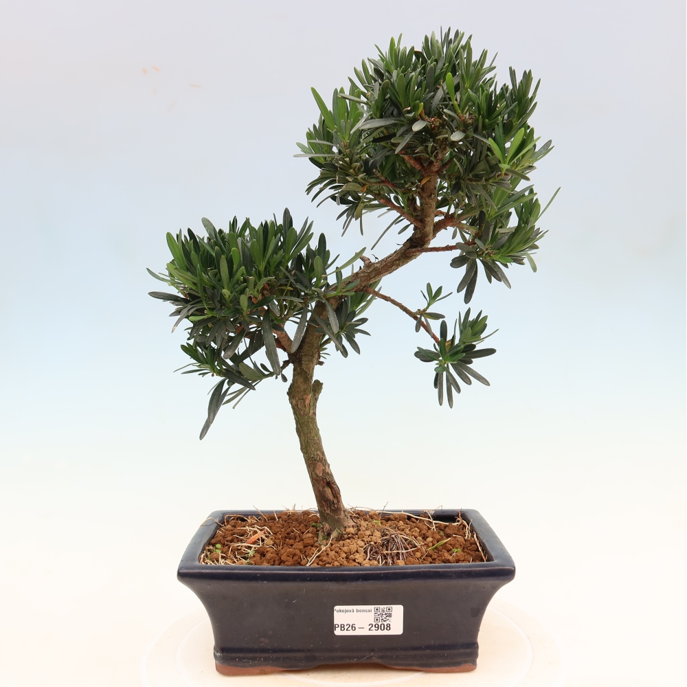 Salle bonsaï - Podocarpus - If en pierre
