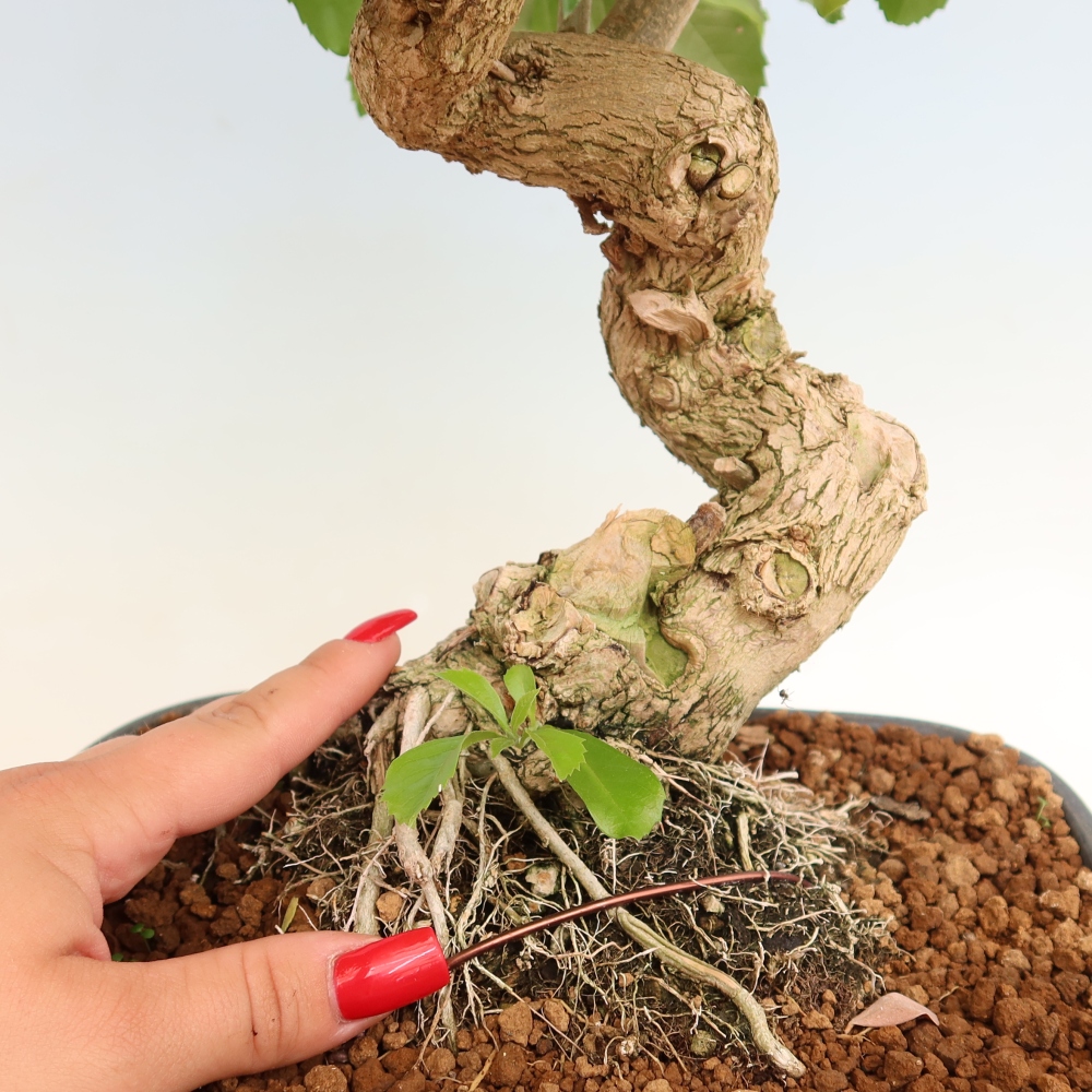 Bonsaï de chambre - Duranta erecta Aurea