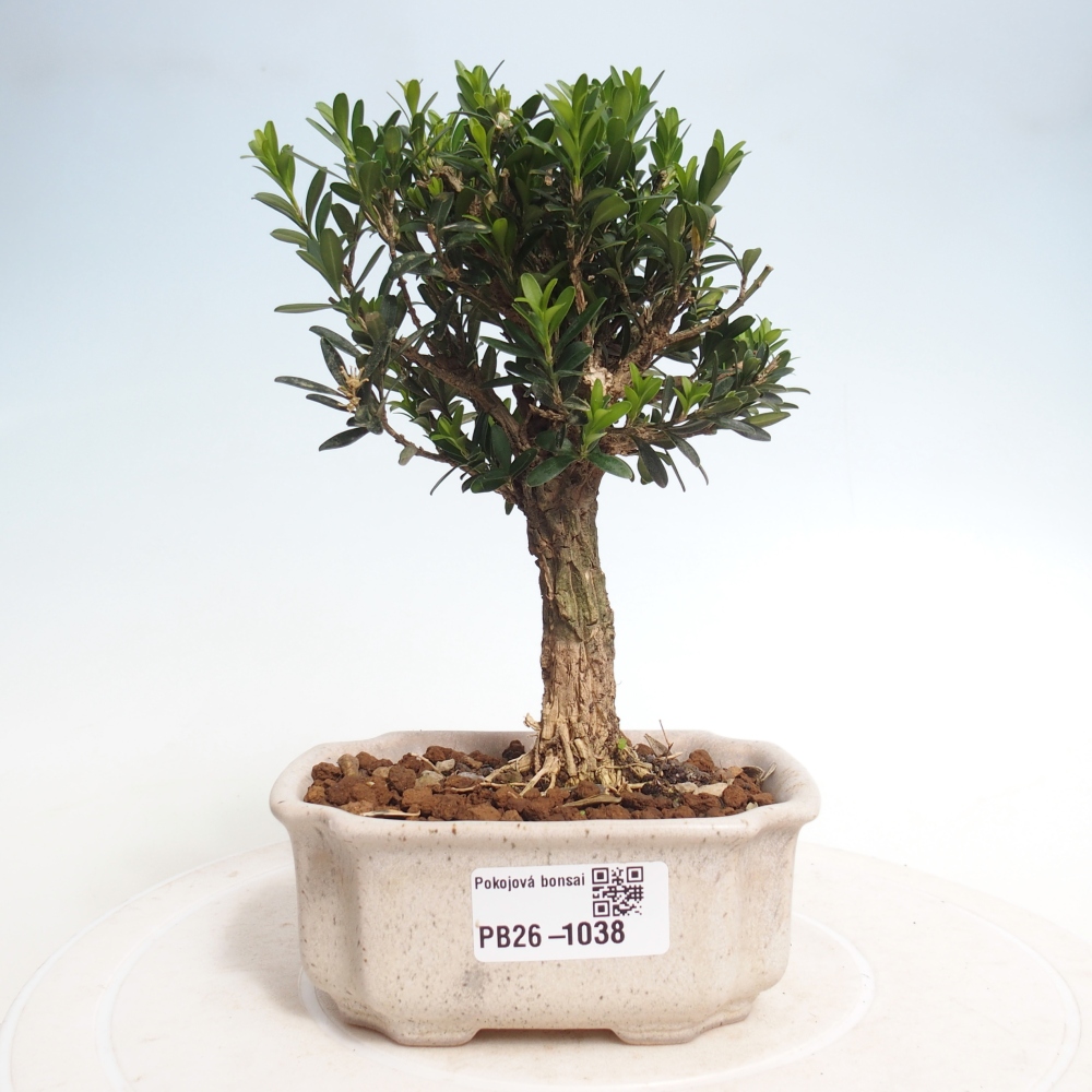 Bonsaï de chambre - Buxus harlandii - buxus liège