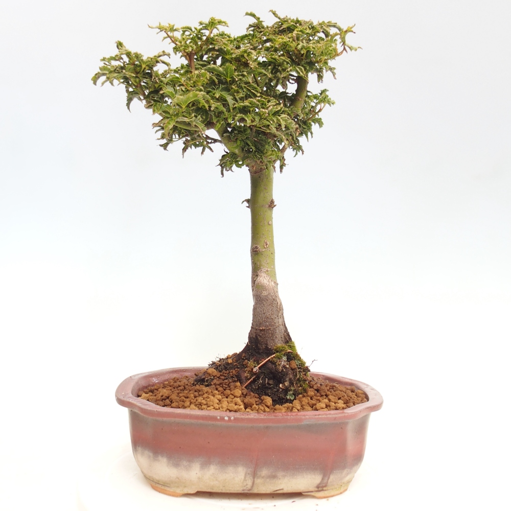 Bonsaï d'extérieur -Javor palm Acer palmatum Shishigashira