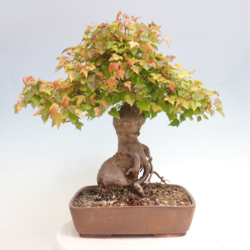 Bonsaï d'extérieur - Acer Buergerianum - Burger Maple