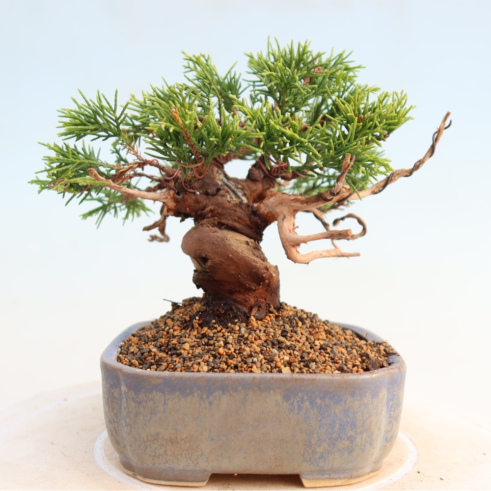 Bonsaï d'extérieur - Juniperus chinensis Itoigawa