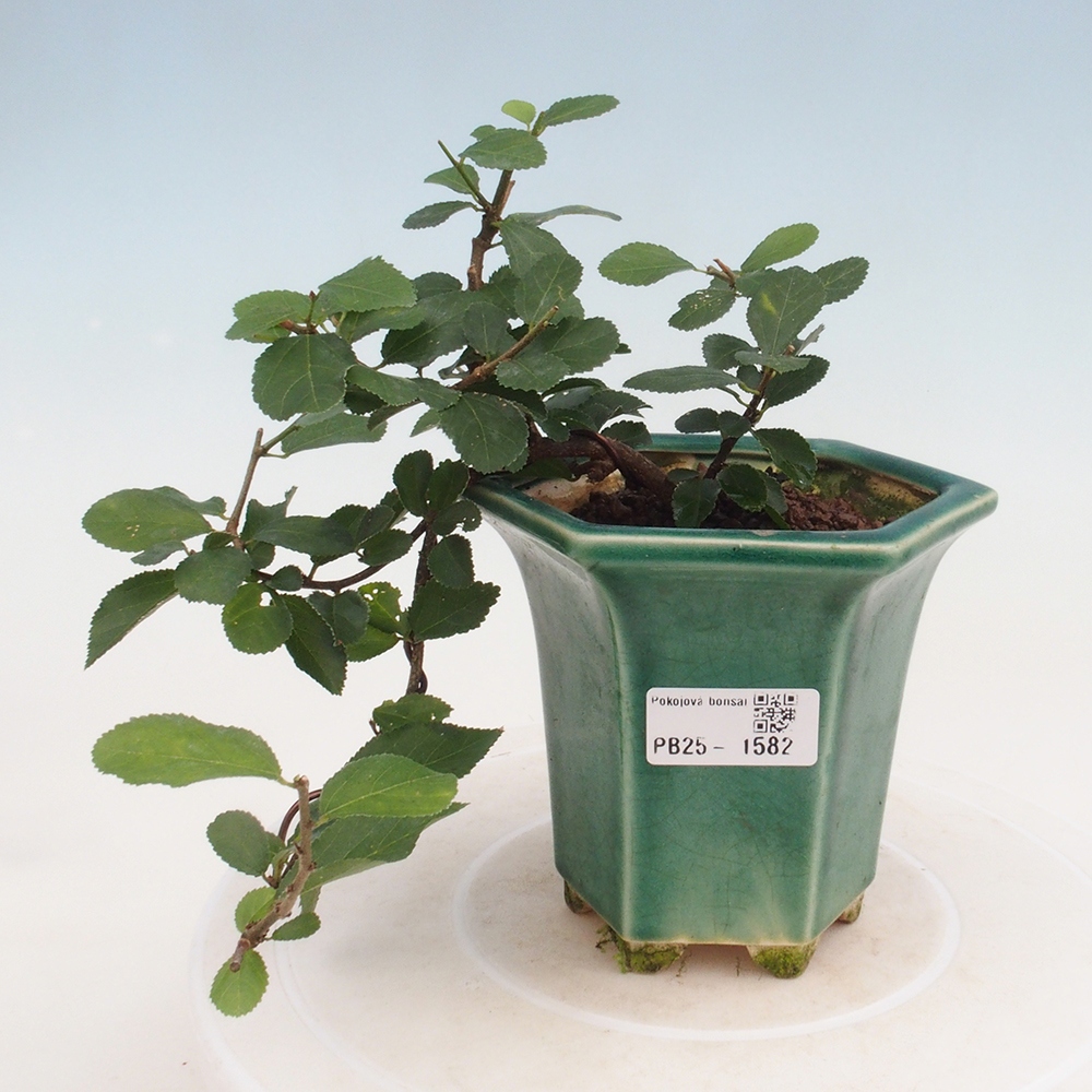 Bonsaï d'intérieur - Grewia occidentalis - Etoile de mer lavande