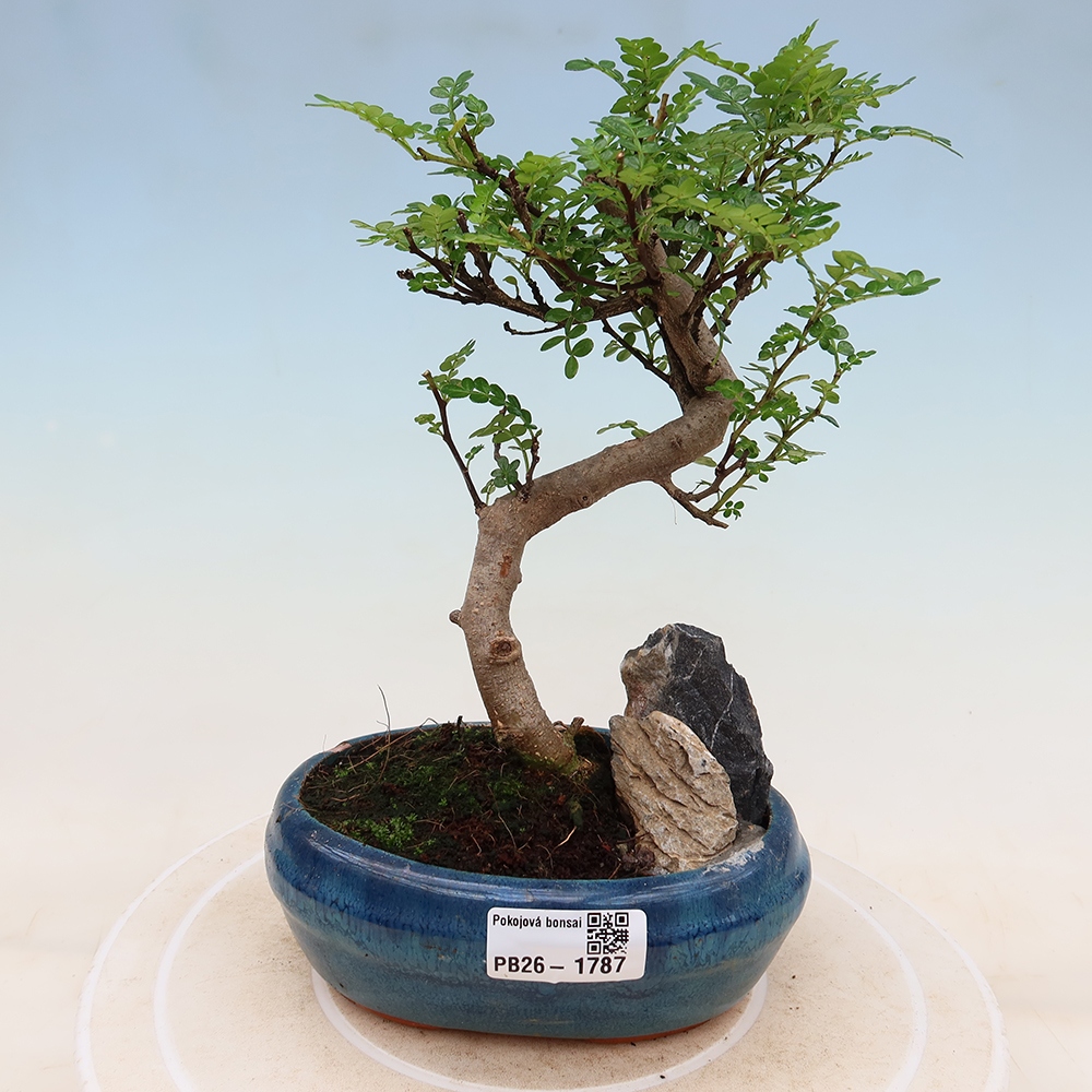 Salle bonsaï - Zantoxylum piperitum - arbre à poivre