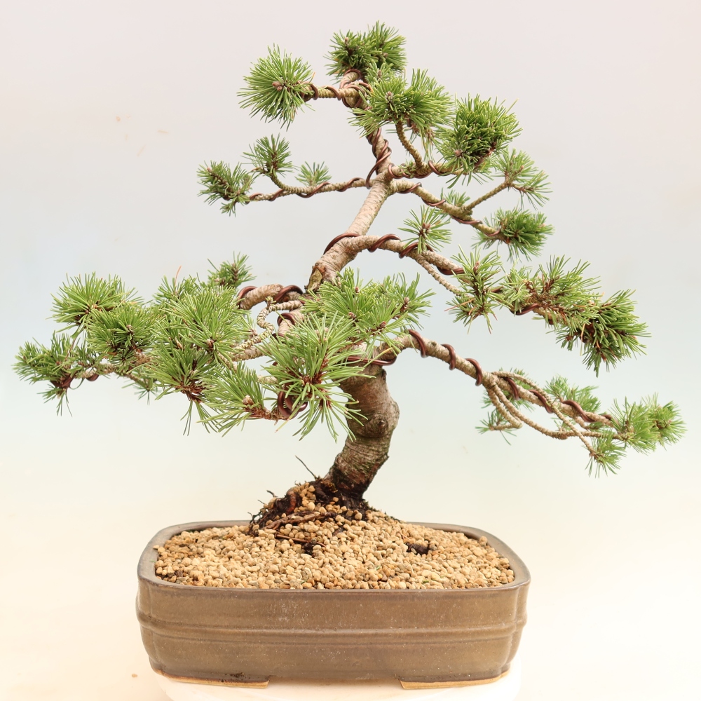 Bonsaï d'extérieur - Pinus mugo Humpy  - Pin nain