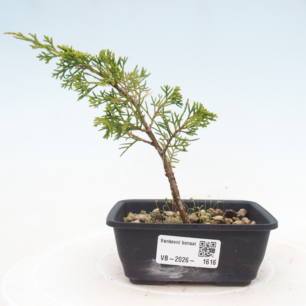 Bonsaï d'extérieur - Juniperus chinensis Itoigawa