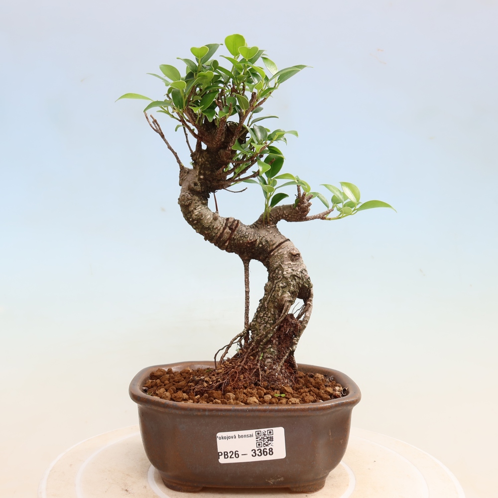 Salle bonsaï - Ficus kimmen - ficus à petites feuilles