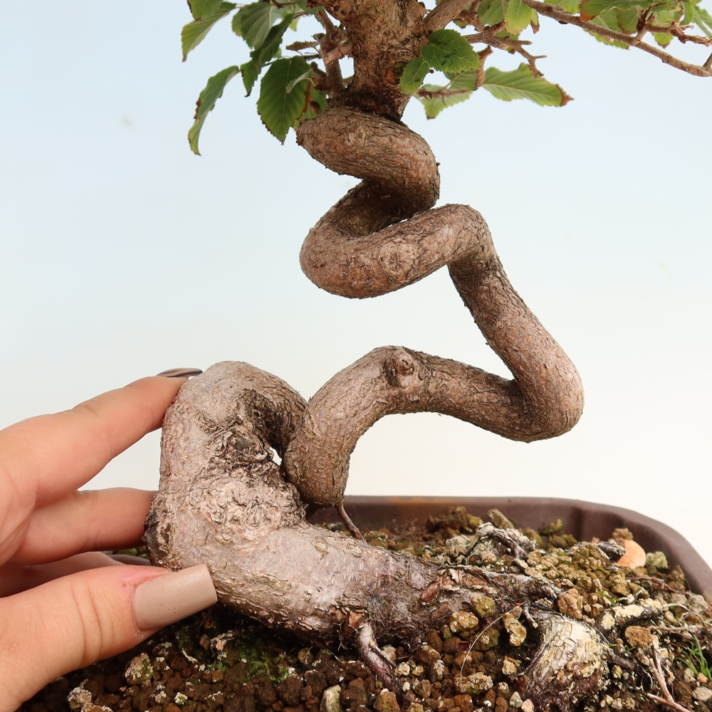 Bonsaï d'extérieur -Carpinus CARPINOIDES - Charme de Corée