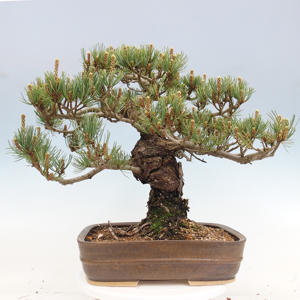 Bonsaï d'extérieur - Pinus parviflora - Pinus parviflora