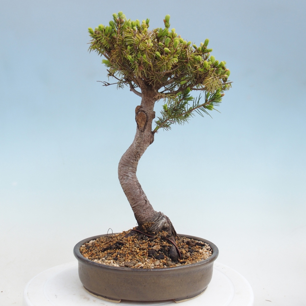 Bonsaï d'extérieur - Épicéa - Picea glauca globe